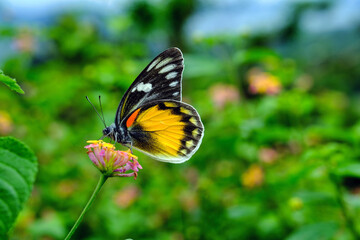Indonesia Manado - Mount Mahawu - Butterfly sitting on flower