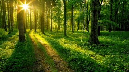 Obraz premium Sunbeams Through the Trees in a Lush Green Forest