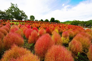 るるパークのコキア