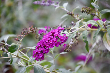 フサフジウツギ　Butterfly Bush