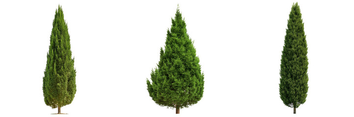 A tall cypress tree with a narrow profile and densely packed green leaves, isolated on a transparent background