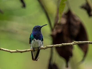 Aves Colibríes 