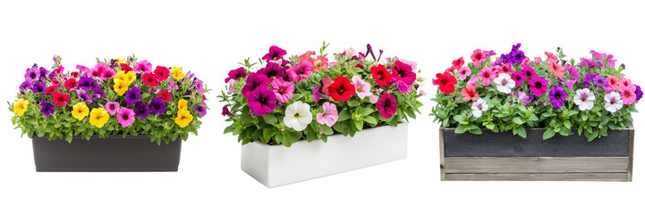 A rectangular garden planter box filled with blooming petunias in vibrant colors, isolated on a transparent background