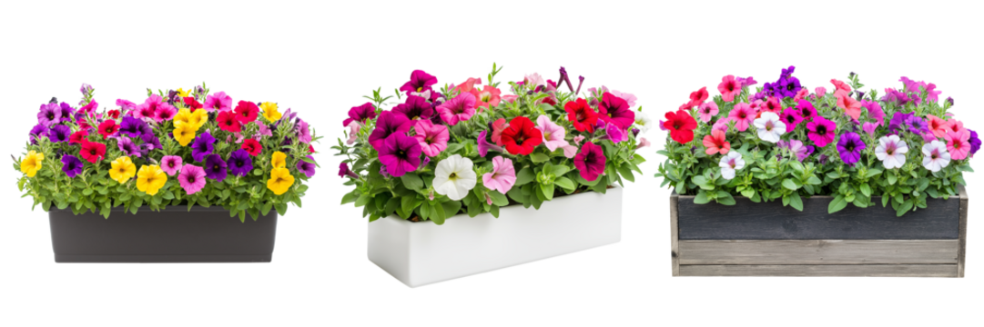 A rectangular garden planter box filled with blooming petunias in vibrant colors, isolated on a transparent background
