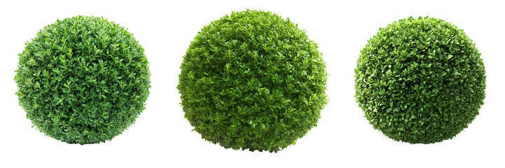 Naklejka premium A lush green boxwood shrub neatly trimmed into a spherical shape, isolated on a transparent background