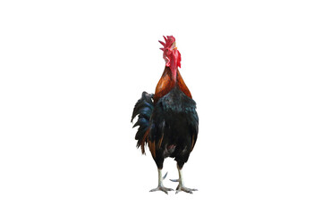 Rooster bantam crows isolated on transparent background png file