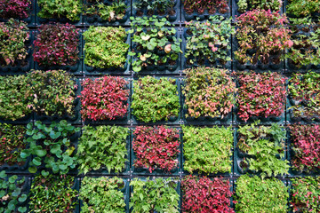 【背景素材】格子状に並んだカラフルな植物