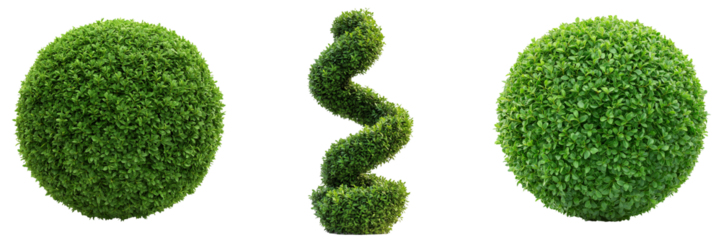 A manicured topiary shaped into a spiral and spheres, trimmed with precision, isolated on a transparent background