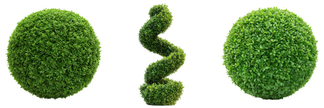 A manicured topiary shaped into a spiral and spheres, trimmed with precision, isolated on a transparent background
