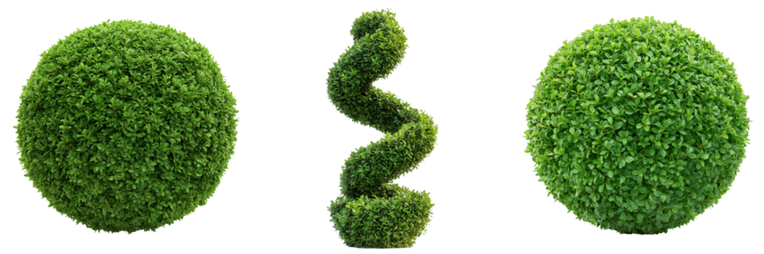 A manicured topiary shaped into a spiral and spheres, trimmed with precision, isolated on a transparent background