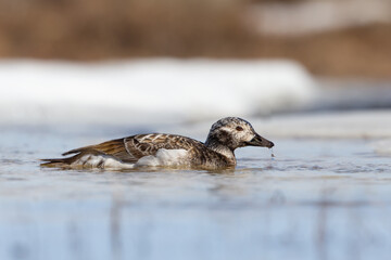 Long-tailed Duck