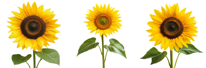 Fototapeta premium A single sunflower with a large golden head and bright yellow petals, isolated on a transparent background