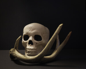 Spooky Halloween skull. Front view of a fake skull with deer antlers on black background.