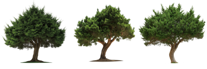 A yew tree with dark green, dense foliage and a broad, sturdy trunk, isolated on a transparent background