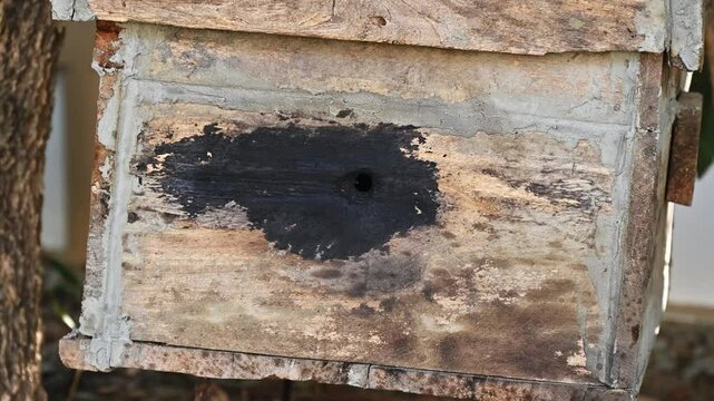 Honey bee collecting pollen and nectar into wooden bee hive boxe.