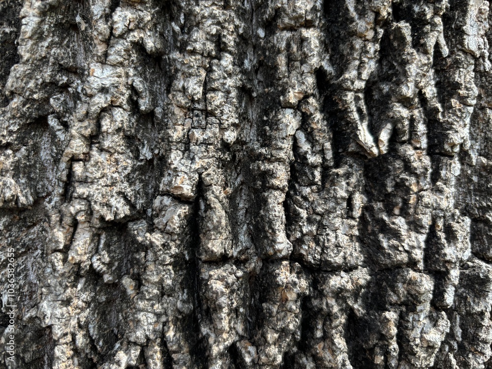 Wall mural closeup of tree bark