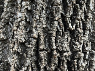 Closeup of tree bark