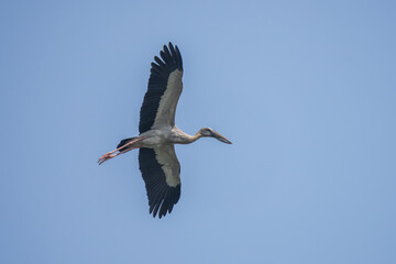 Asian Openbill in the flight. The Asian openbill or Asian openbill stork (Anastomus oscitans ) is a large wading bird in the stork family Ciconiidae.