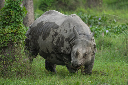 Greater One-horned Rhino (Rhinoceros unicornis) after mud bathing. Greater One-Horned Rhino, native to India and Nepal, is herbivorous, semi-aquatic, and endangered due to habitat loss and poaching