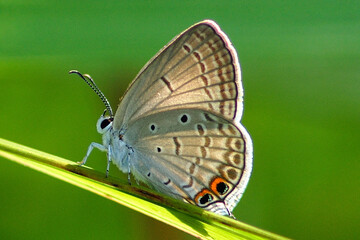 Euchrysops cnejus on grass leaves
