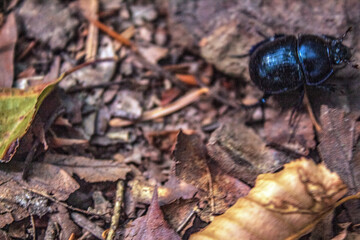 Macro  - Forest - Europe, Romania, Suceava region
