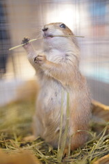 プレーリードッグ