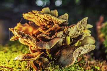 Macro  - Forest - Europe, Romania, Suceava region