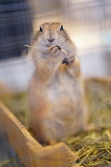 プレーリードッグ