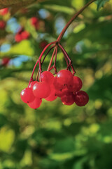 Macro  - Forest - Europe, Romania, Suceava region
