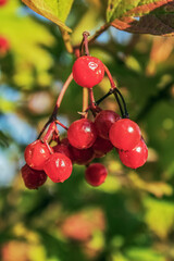 Macro  - Forest - Europe, Romania, Suceava region