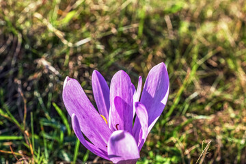 Fototapeta premium Macro - Forest - Europe, Romania, Suceava region