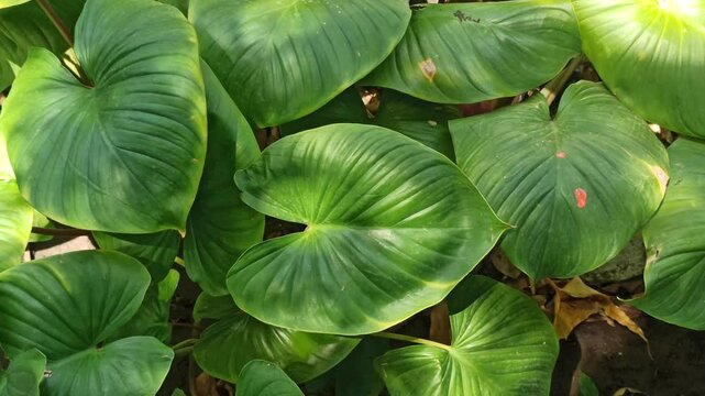 homalomena leaves