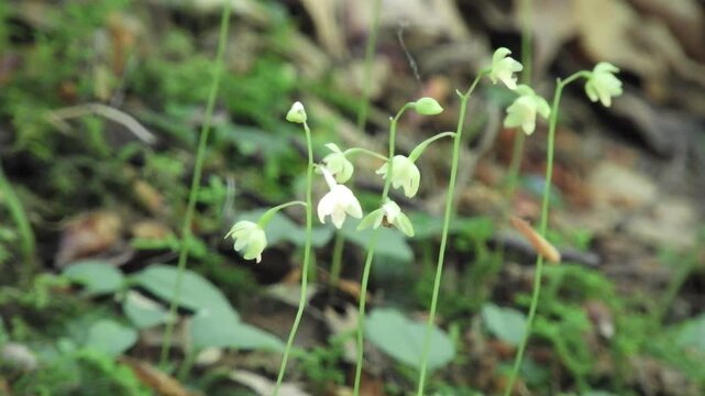 【山野草・ラン】コイチヨウラン（小一葉蘭）：Ephippianthus schmidtii　240722-1