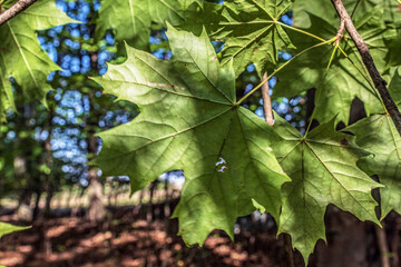 Macro  - Forest - Europe, Romania, Suceava region