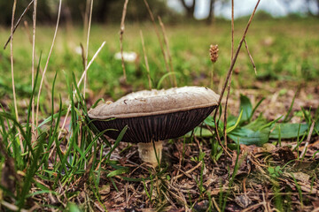 Macro  - Forest - Europe, Romania, Suceava region