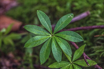 Macro  - Forest - Europe, Romania, Suceava region