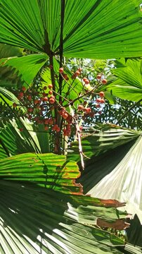 Licuala grandisLicuala grandis