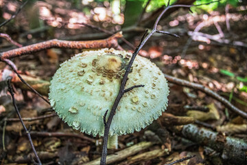 Macro  - Forest - Europe, Romania, Suceava region