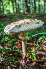 Macro  - Forest - Europe, Romania, Suceava region
