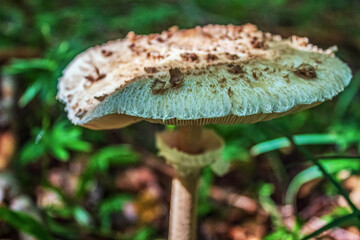 Macro  - Forest - Europe, Romania, Suceava region