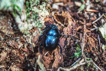 Macro  - Forest - Europe, Romania, Suceava region