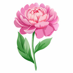 Blooming peony watercolor vector illustration (8)