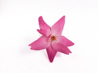 red roses on a white background
