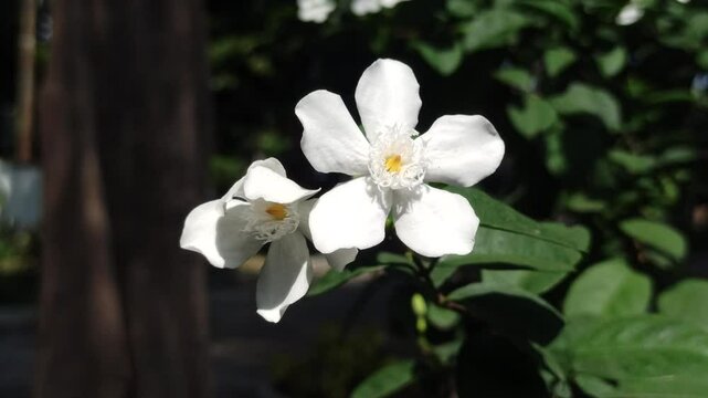 Wrightia antidysenterica