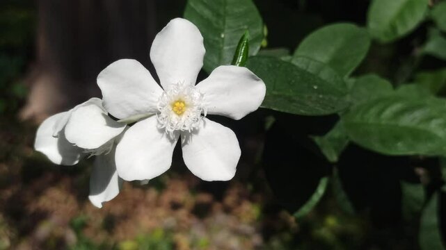 Wrightia antidysenterica