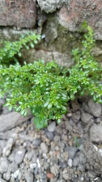 Pilea microphylla in the garden