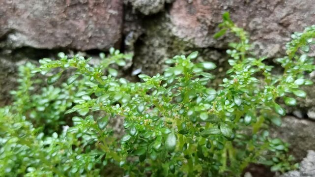 Pilea microphylla in the garden