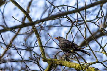 A solitary bird sits gracefully perched among bare branches, contrasting beautifully with a serene blue sky