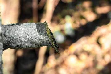 Irai, scientific name Nannotrigona testaceicornis, is a social bee, of the subfamily Meliponines,...