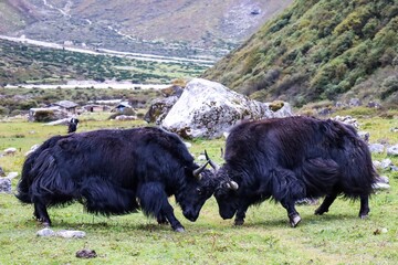 Two powerful yaks locking horns in an intense battle near Kambachen along the Kanchenjunga Base...